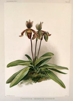 Cypripedium Cenanthum Superbum - Reichenbachia Orchideenlithographie - Co.1888