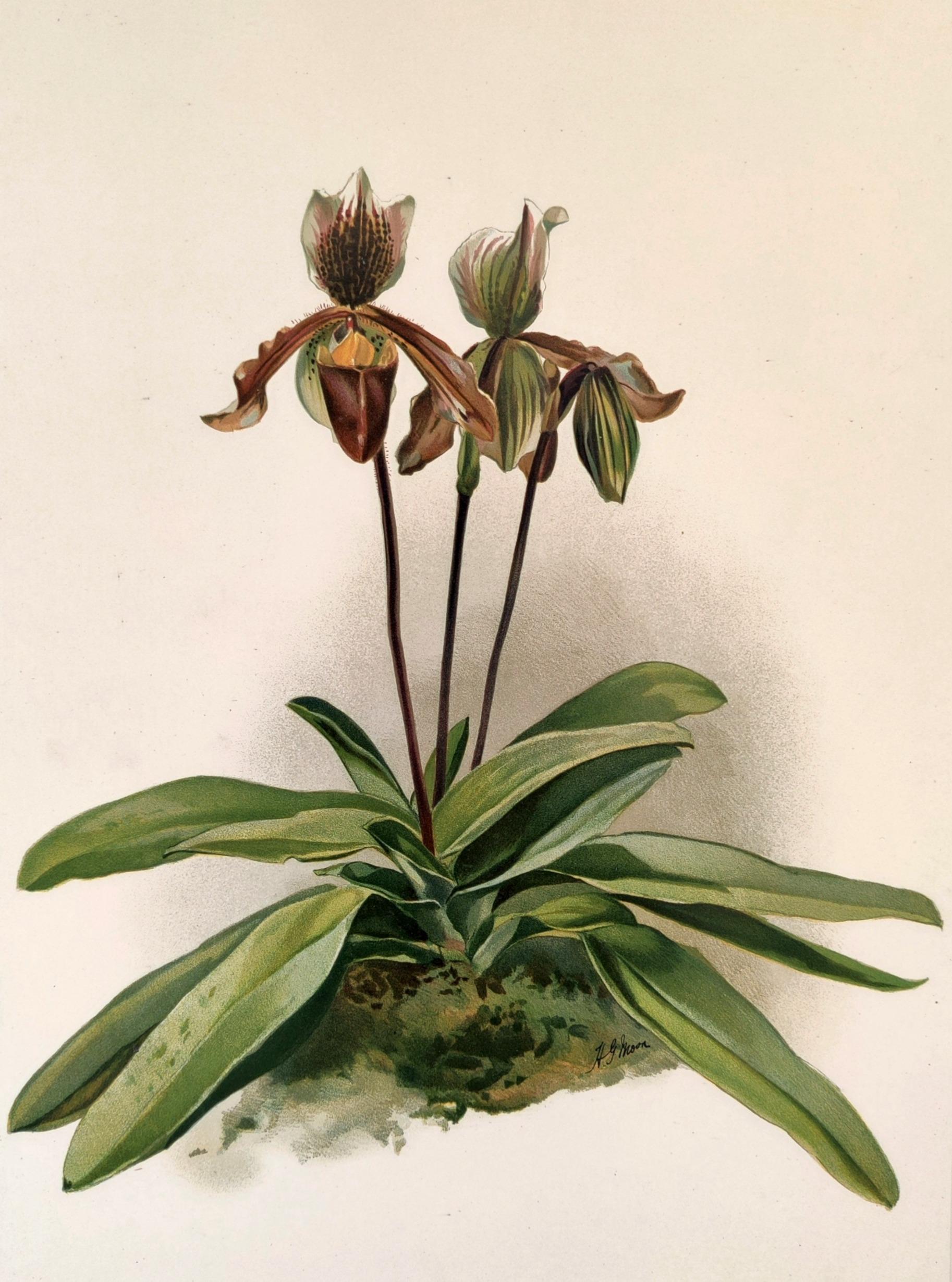 Cypripedium Cenanthum Superbum - Reichenbachia Orchid lithograph - Co.1888 - Print by Henry George Moon