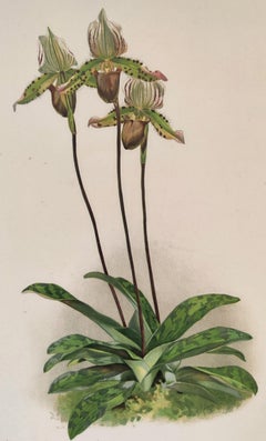 Lithographie cypripedium Io - Reichenbachia Orchid - Co.1888