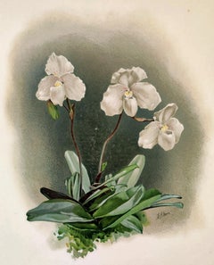 Cypripedium Niveum - Lithographie d'orchidée Reichenbachia - Co.1888
