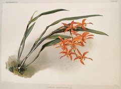 Laelia Harpophylla - Reichenbachia Orchid lithograph - Co.1888