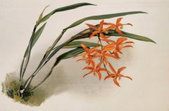 Antique Laelia Harpophylla - Reichenbachia Orchid lithograph - Co.1888