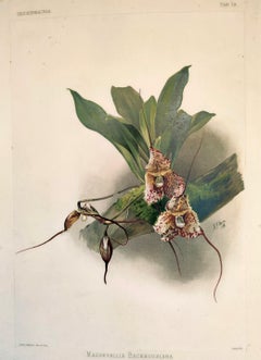 Masdevallia Backhousiana - Reichenbachia Orchid lithograph - Co.1888