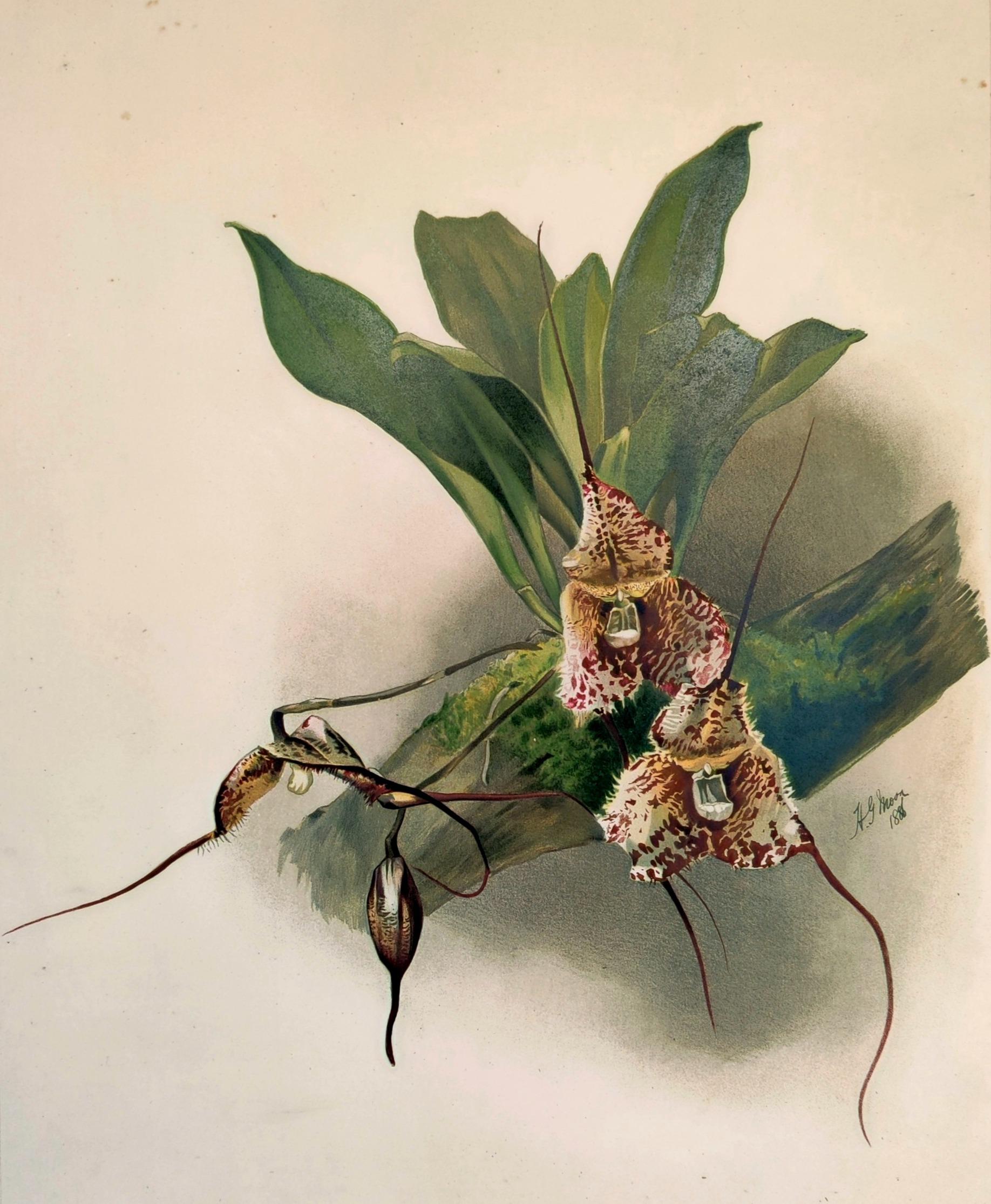 Lithographie d'orchidées Masdevallia Backhousiana de Reichenbachia - Co.1888 - Print de Henry George Moon