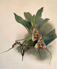 Antique Masdevallia Backhousiana - Reichenbachia Orchid lithograph - Co.1888
