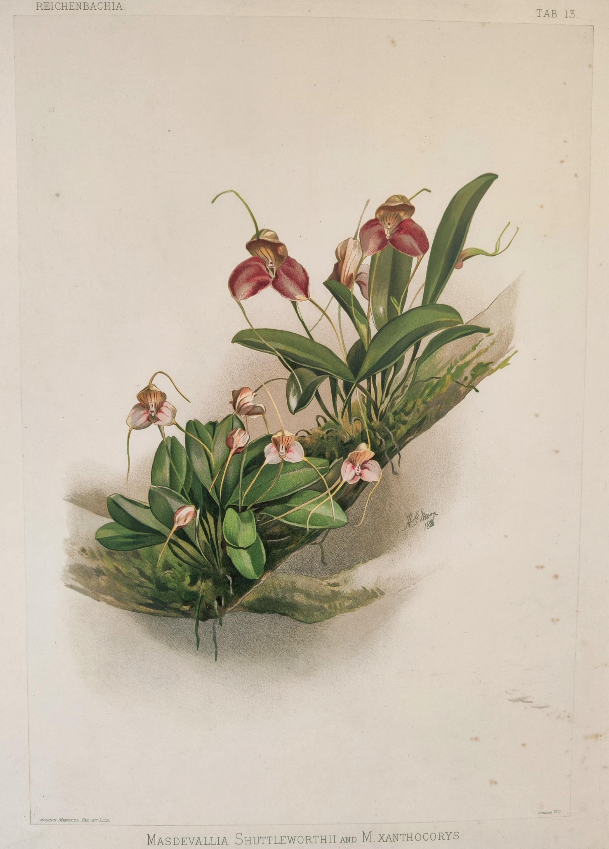 Masdevallia Shuttleworthii et M.Xanthocorys -- Lithographie originale en couleurs de Joseph Mansell d'après l'aquarelle du paysagiste et artiste botanique Henry George Moon (1857-1905) pour Reichenbachia : Orchids Illustrated and Described publié à