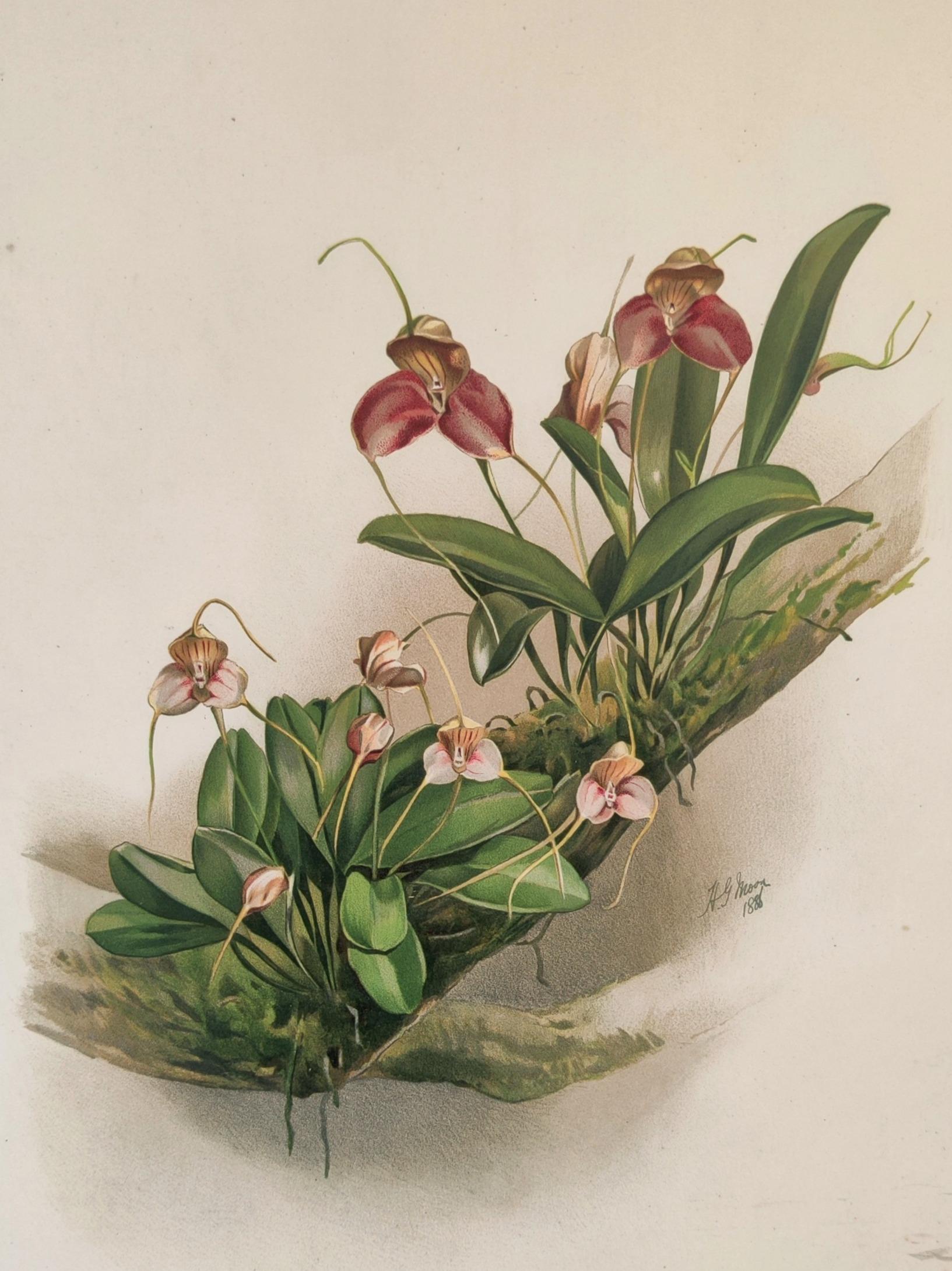 Masdevallia Shuttleworthii - Reichenbachia Lithographie orchidée - Co.1888 - Print de Henry George Moon
