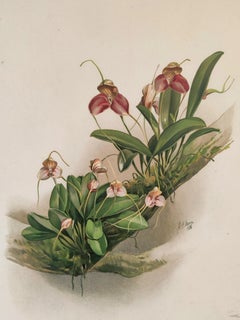 Antique Masdevallia Shuttleworthii - Reichenbachia Orchid lithograph - Co.1888