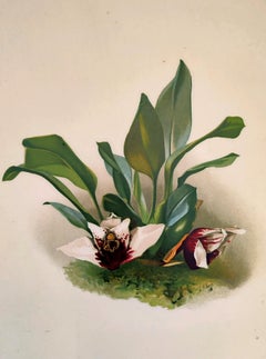 Maxillaria Sanderiana - Reichenbachia Orchid lithograph - Co 1888