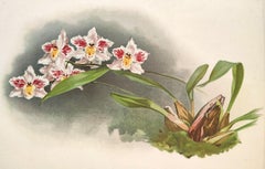 Odontoglossum Crispum - Lithographie orchidée de Reichenbachia - Co.1888