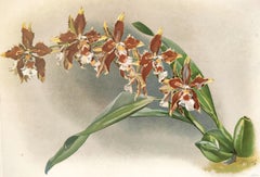 Odontoglossum luteopureum - Reichenbachia Lithographie orchidée - Co.1888