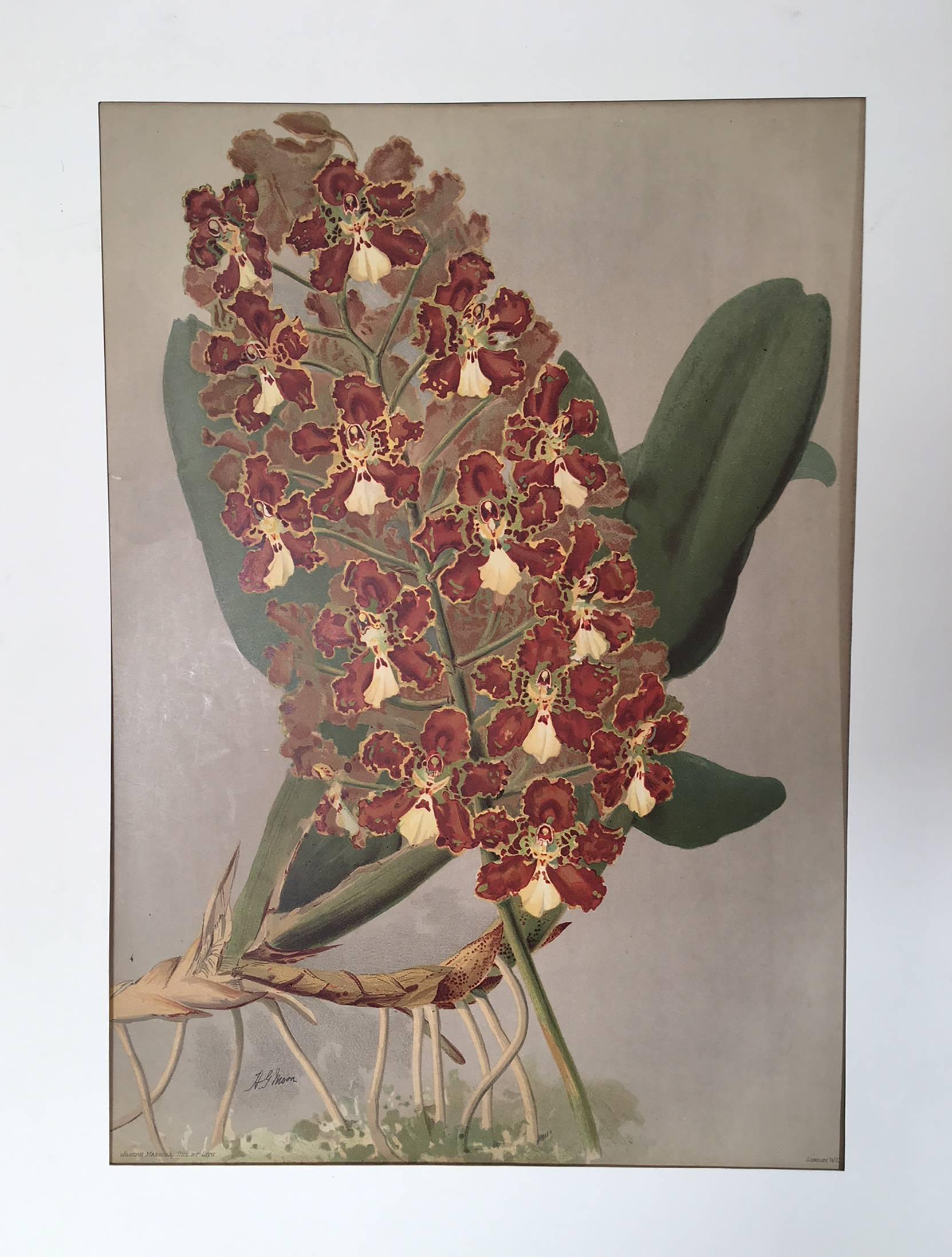 Henry George Moon Still-Life Print - The Orchid Odontoglossum