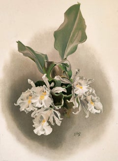Lithographie orchidée Trichopilia Suavis - Reichenbachia - Co.1888