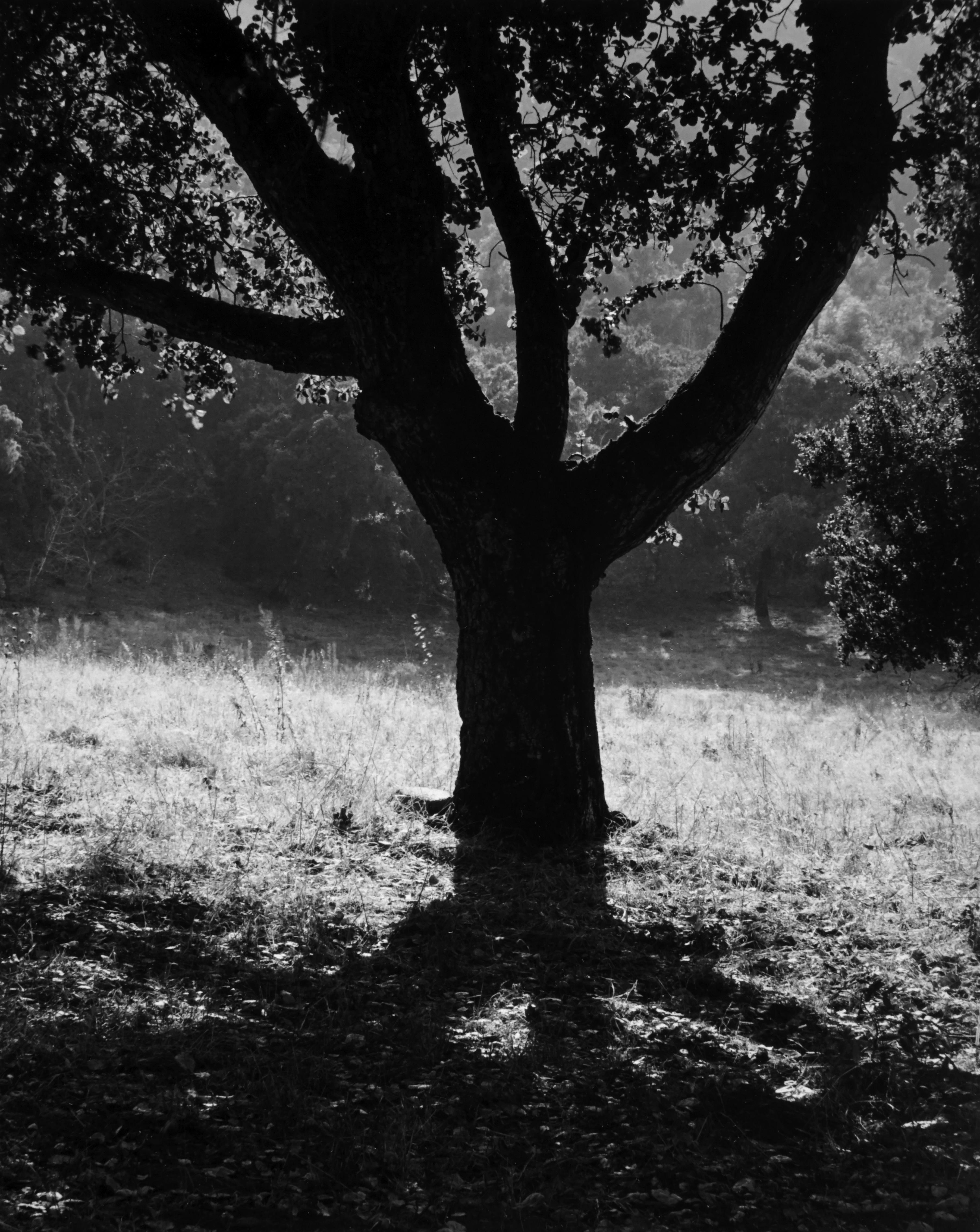 Black and White Photograph Henry Gilpin - Tree de chêne, Californie, 1975