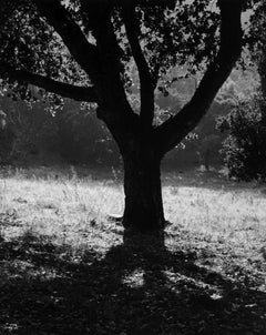 Vintage Oak Tree, California, 1975