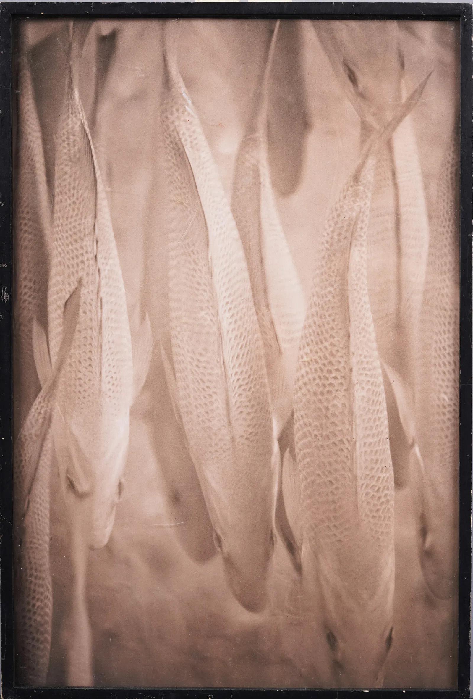 Fotografía de naturaleza vintage de edición limitada Bodegón de peces