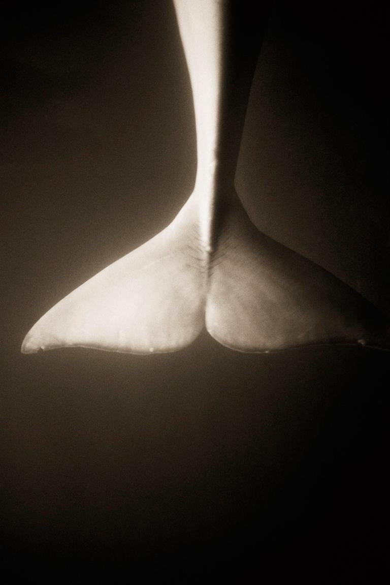 Black and White Photograph de Henry Horenstein - Beluga (Delphinapterus leucas)