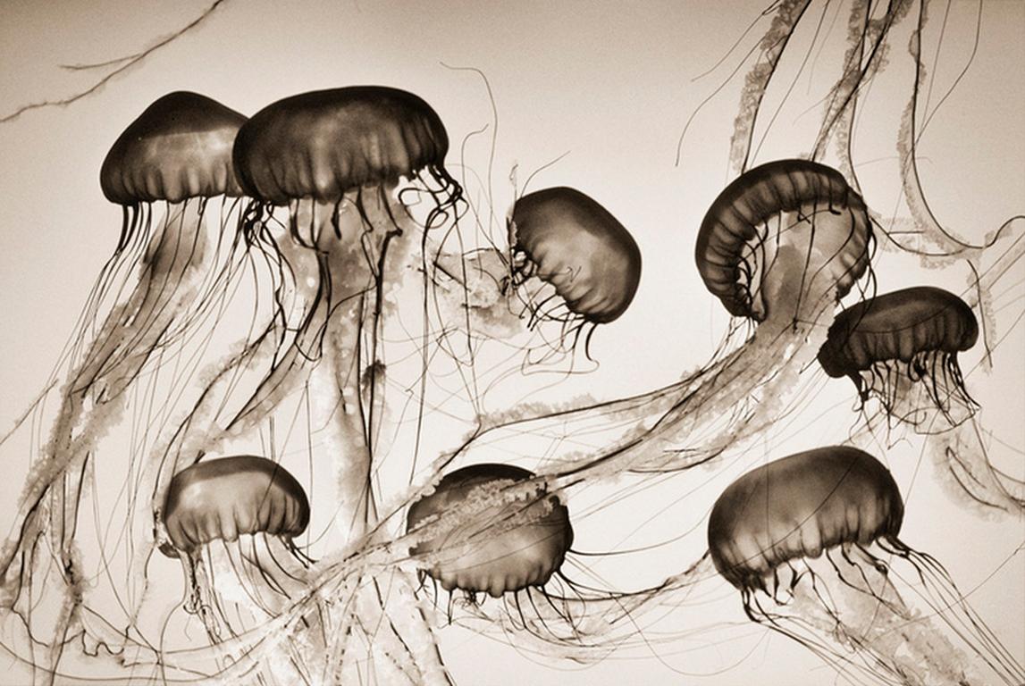 Henry Horenstein Black and White Photograph - Brown Sea Nettles (Chrysaora fuscescens)