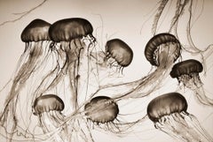 Brown Sea Nettles (Chrysaora fuscescens)