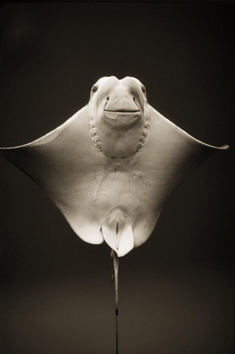 Henry Horenstein Black and White Photograph - Cownose Ray (Rhinoptera bonasus)