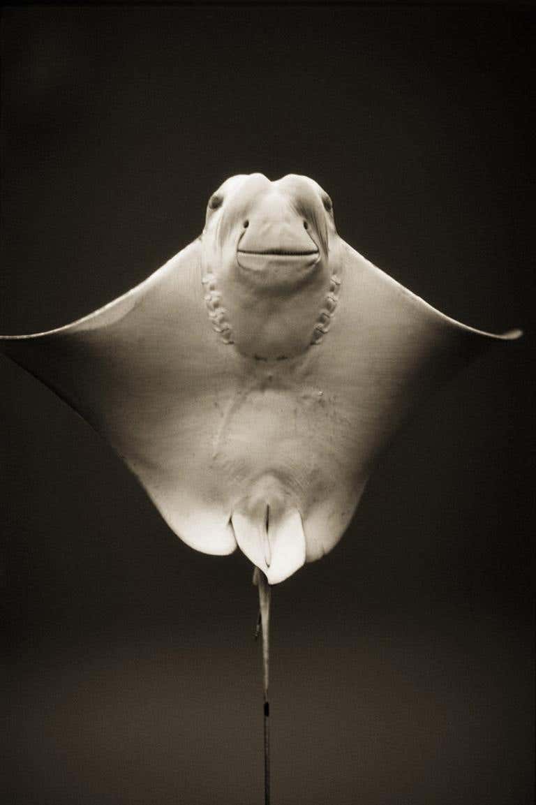 Cownose Ray (Rhinoptera bonasus)
