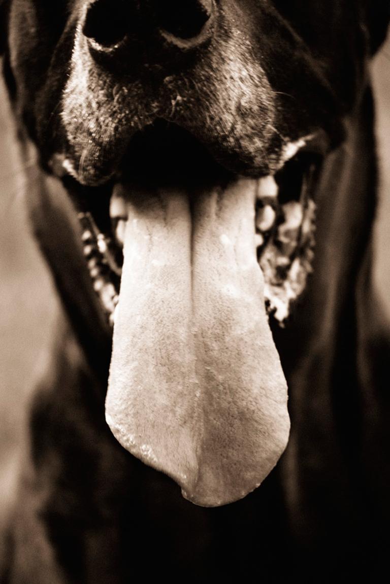 Henry Horenstein Black and White Photograph - Domestic Great Dane (Canis lupus familiaris)