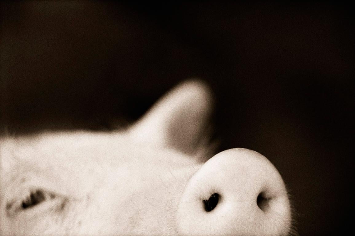 Henry Horenstein Black and White Photograph - Domestic Pig (Sus scrofa domestica)