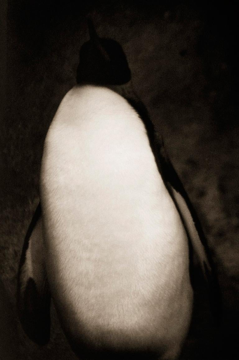 Henry Horenstein Black and White Photograph - Emperor Penguin (Aptenodytes forsteri)