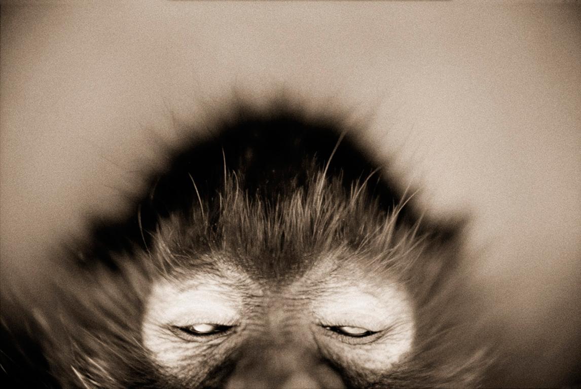 Henry Horenstein Black and White Photograph - White-cheeked Spider Monkey (Ateles marginatus)