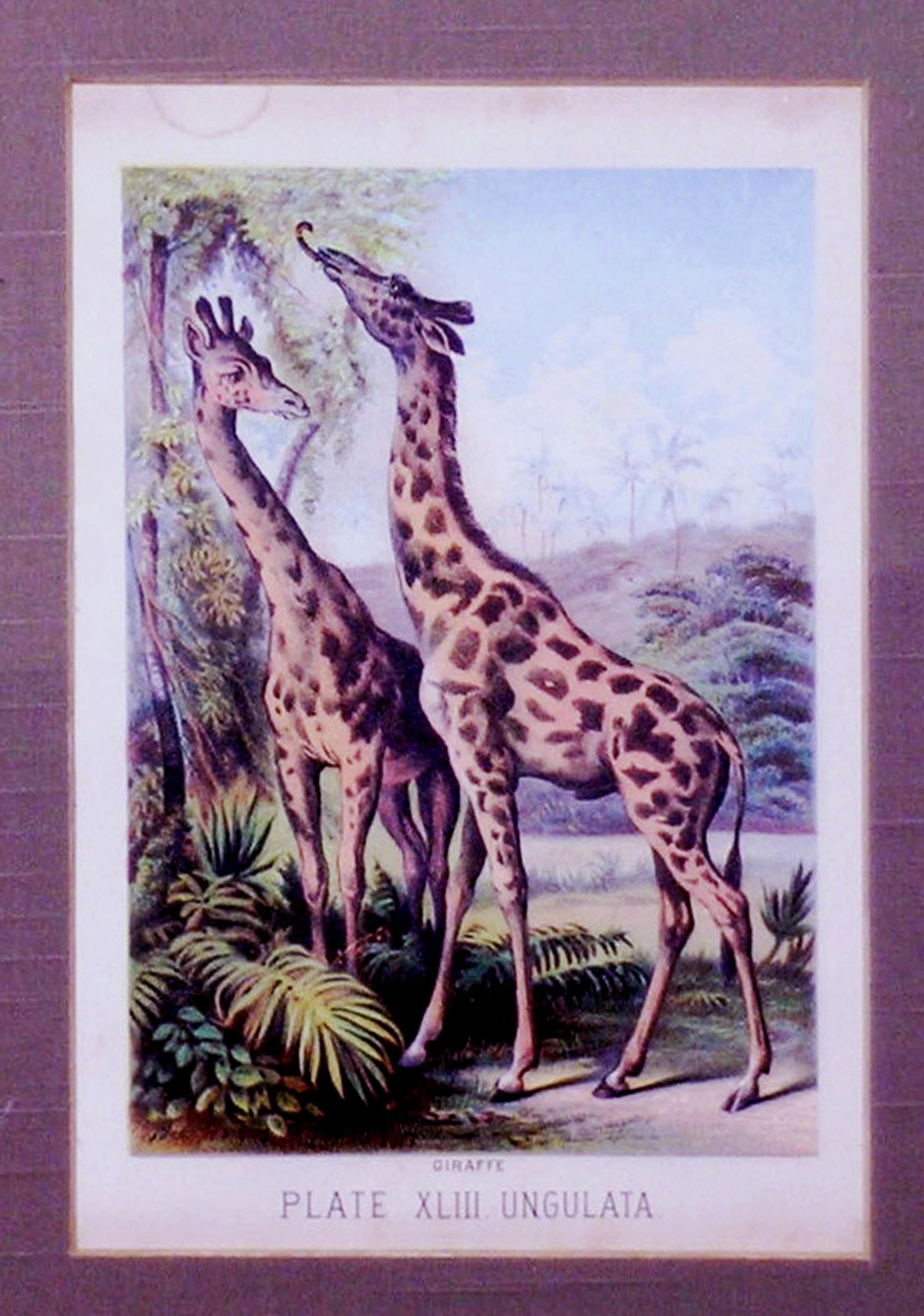 Assiette XLIII Ungulata (Giraffes) - Académique Print par Henry J. Johnson
