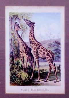 Plate XLIII Ungulata (Giraffes)