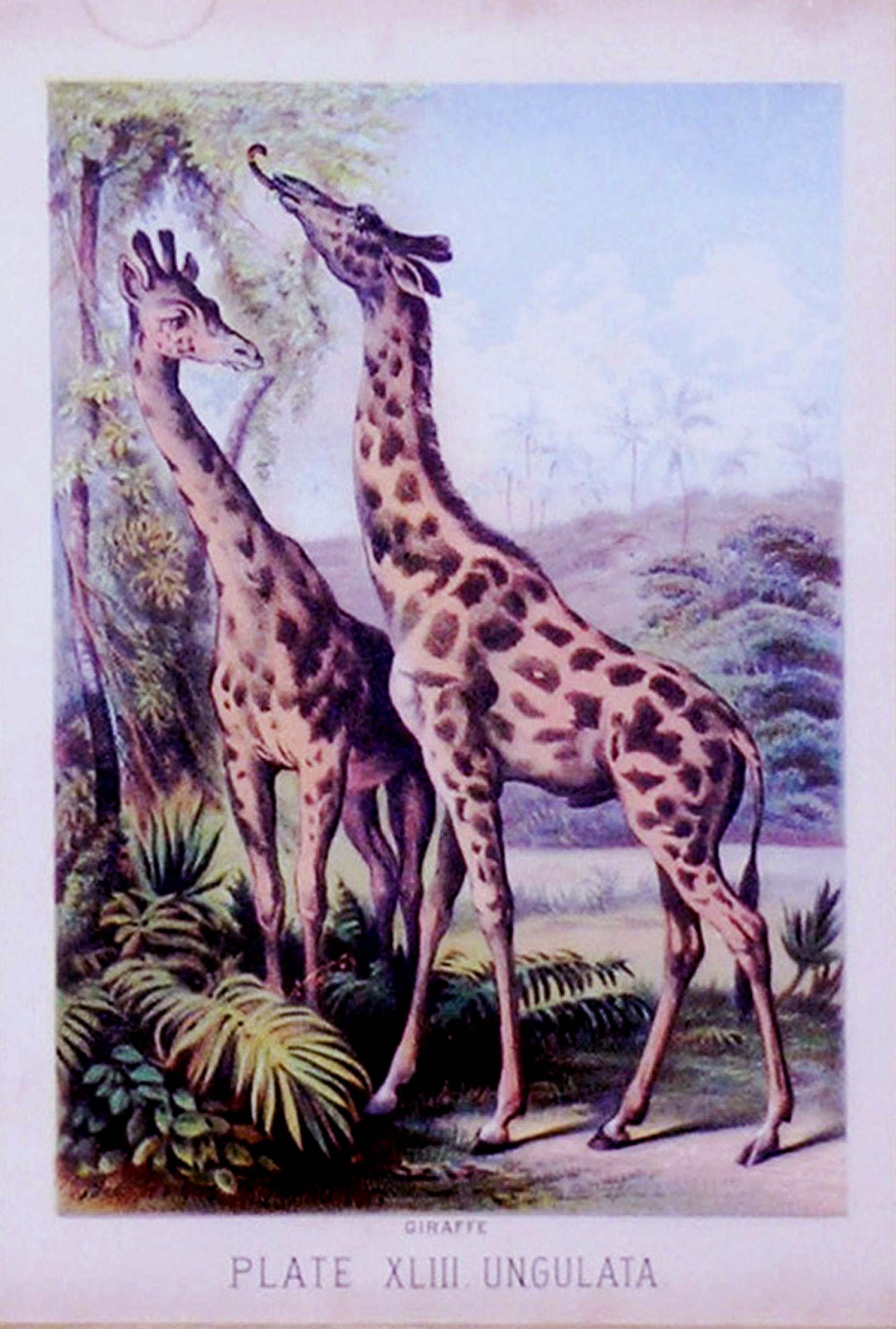 henry the giraffe
