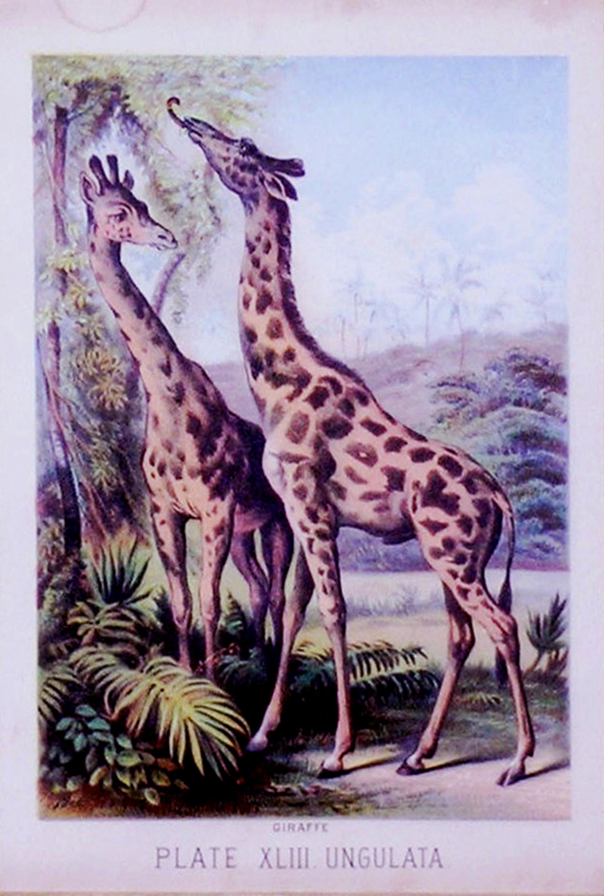 LE LIVRE DE LA NATURE DE JOHNSON
Craig Hugh, rédacteur en chef
Henry J. Johnson, éditeur
New York, 1880
64 Chromolithographies

	