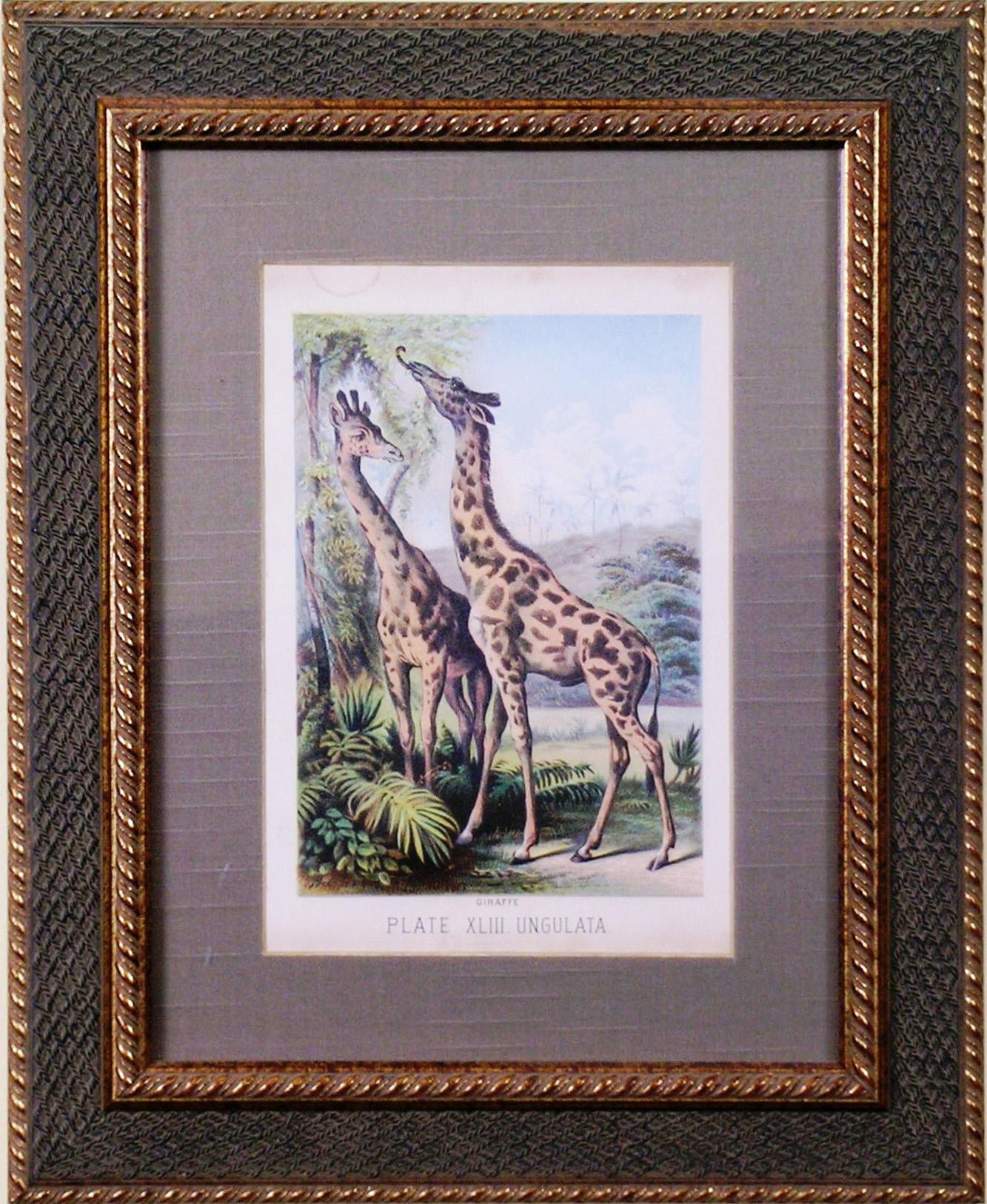 Assiette XLIII Ungulata (Giraffes) - Print de Henry J. Johnson