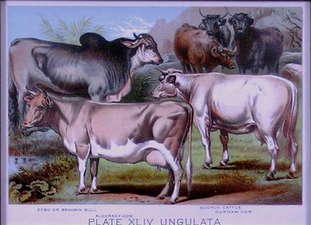 Plate XLIV Ungulata Scotch Cattle, Brahmin Bull, Durham Cow et al - Print by Henry J. Johnson