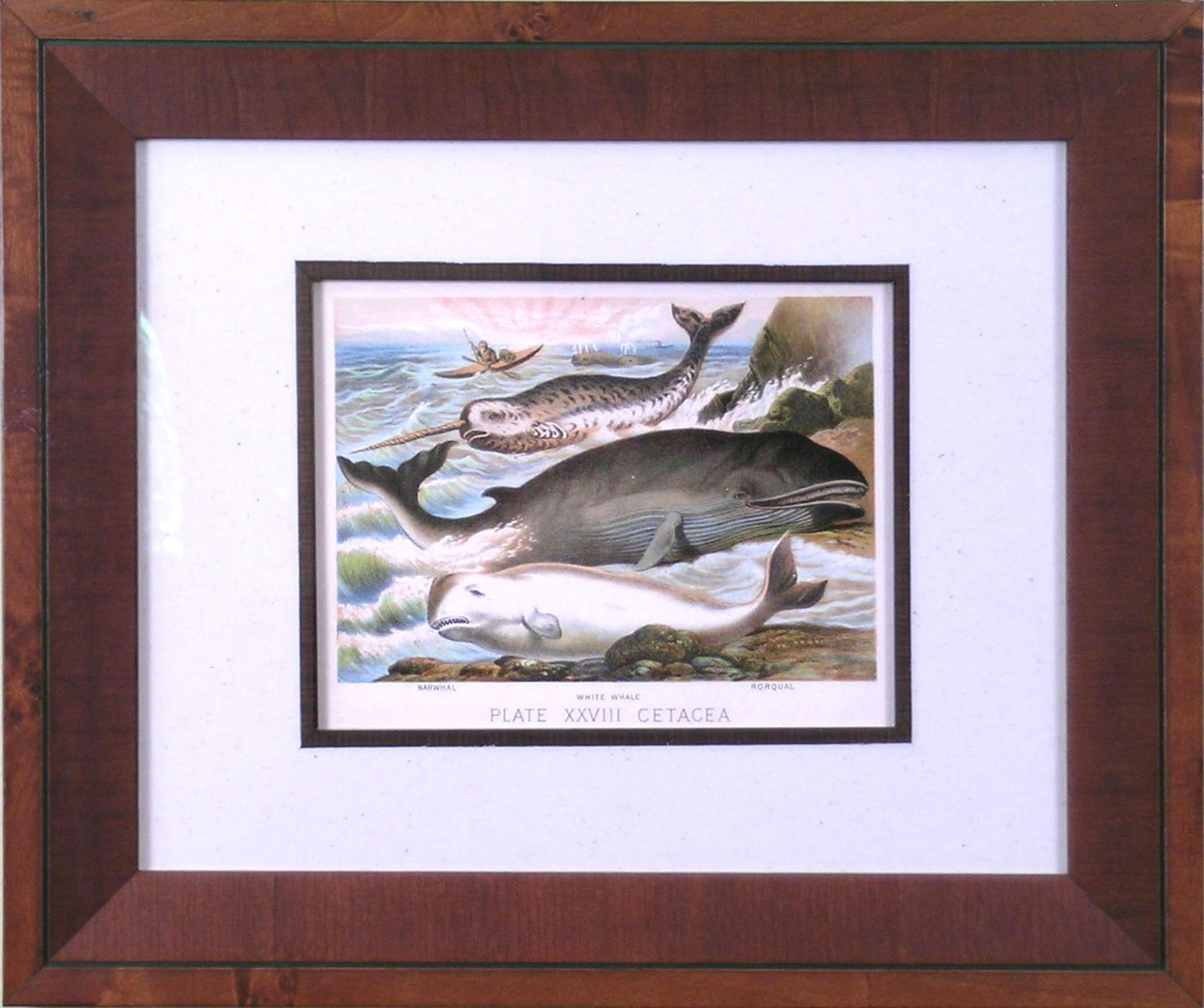 Plate XXVII. Cetacea.  Narwhal, White Whale, Rorqual (Baleen Whales) - Print by Henry J. Johnson