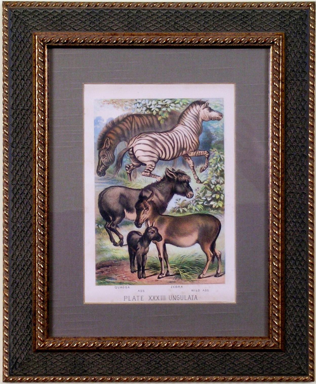 Plate XXXIII.  Ungulata.  Quagga, Ass, Zebra, Wild Ass - Print by Henry J. Johnson