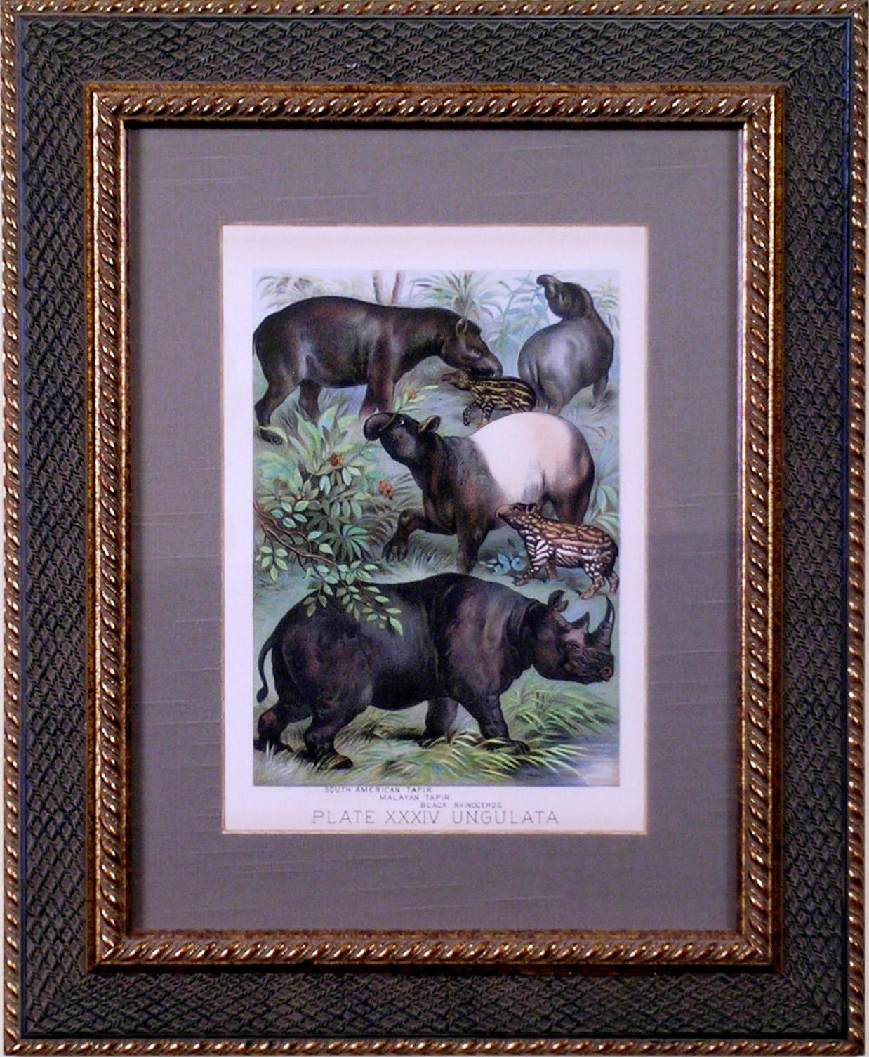 Plate XXXIV.  Ungulata.  South American Tapir, Malayan Tapir, Black Rhinoceros - Print by Henry J. Johnson
