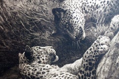 Antique Black and White Etching with Leopards Playing