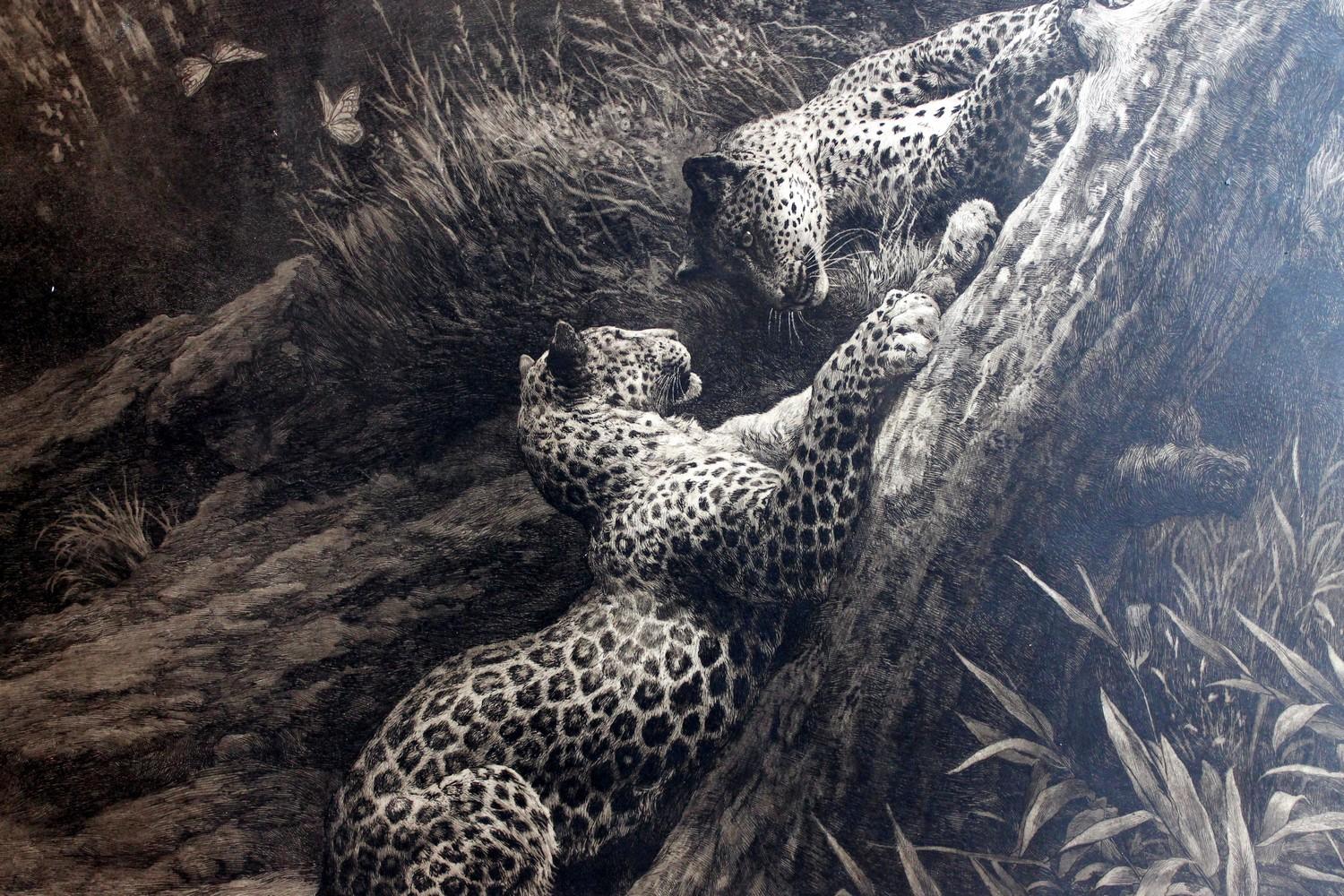 Antique Black and White Etching with Leopards Playing  - Gray Animal Print by Herbert Dicksee