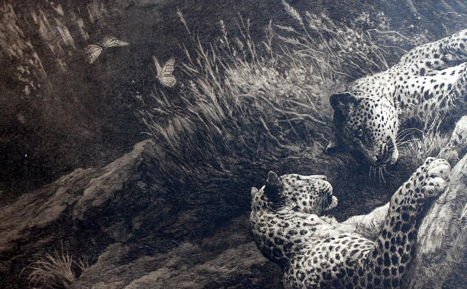Leopards etching by Herbert Dicksee, Play. A very strong black and white wildlife picture of a pair of leopards climbing on a tree trunk playing. The powerful etching is by Herbert Thomas Dicksee signed and dated 1907 and published May 1st 1904 by