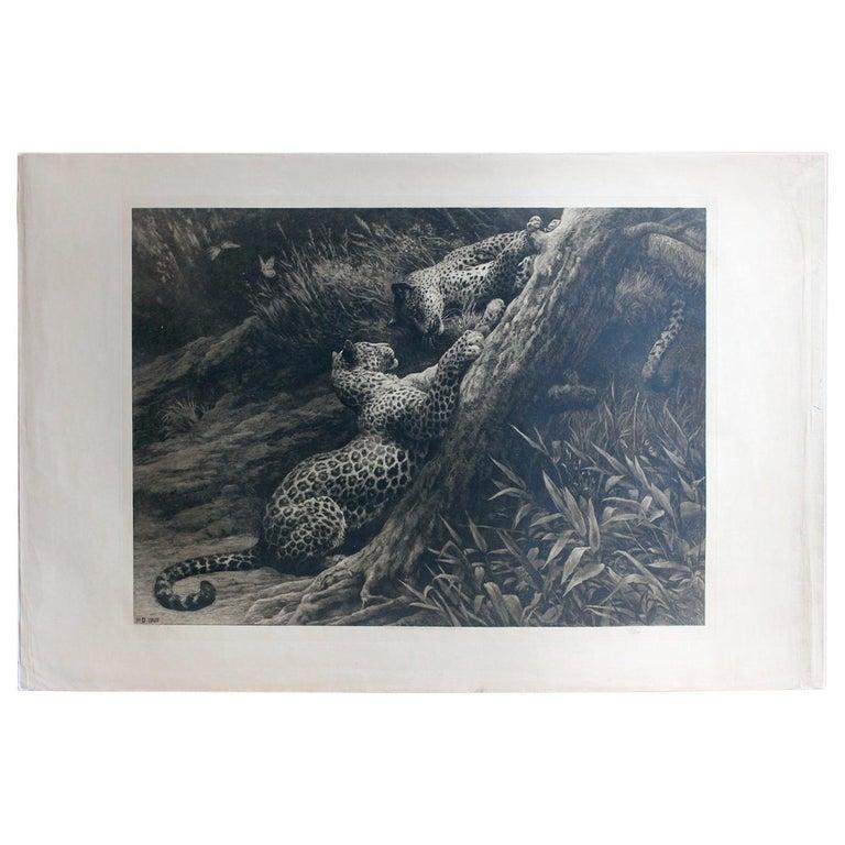 Herbert Dicksee Animal Print - Antique Black and White Etching with Leopards Playing 