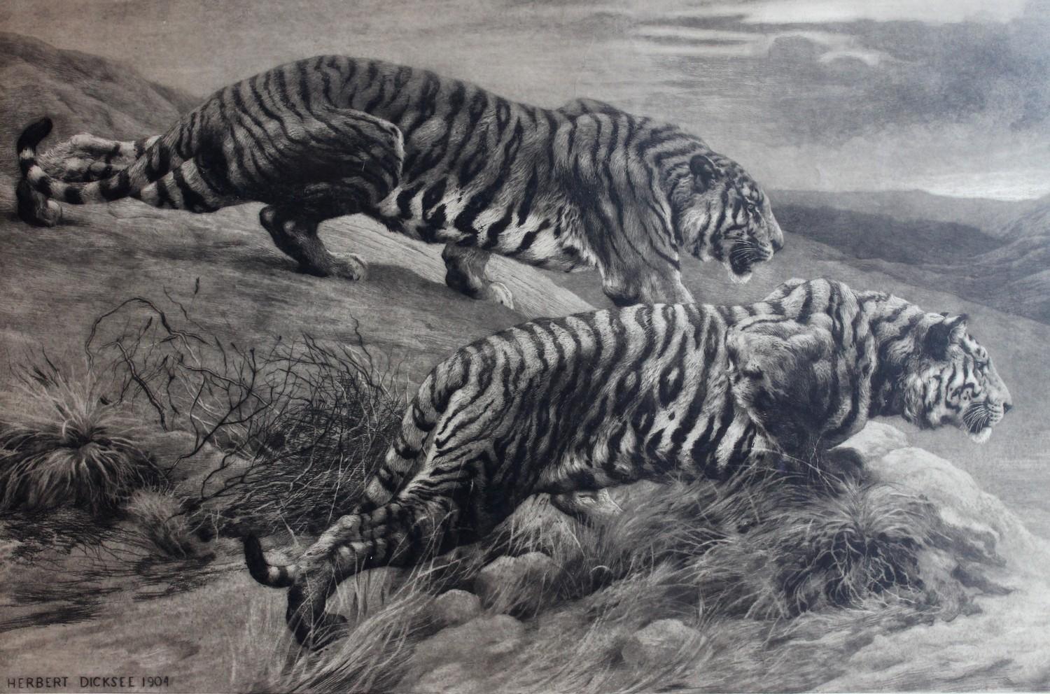 tiger etching