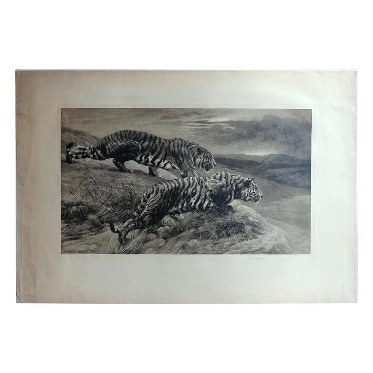 Herbert Dicksee Animal Print - Black and White Etching with Tigers, the Destroyers