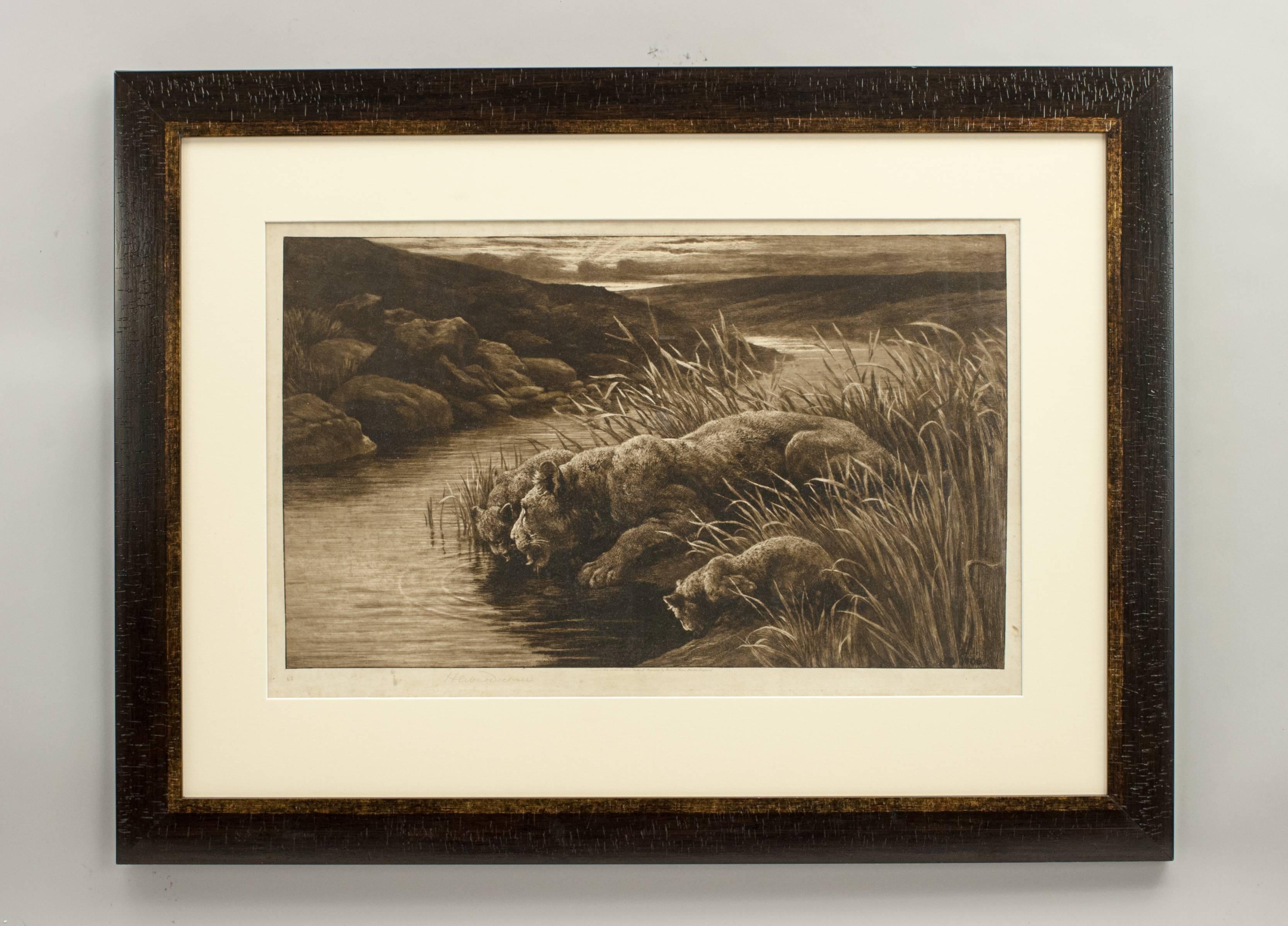 Lion etching, peace.
A great powerful framed image of a lioness with her two cubs on the riverbank drinking from the river. The wildlife etching is after the original by Herbert Dicksee, published 1906 by Frost & Reed. The picture is signed in