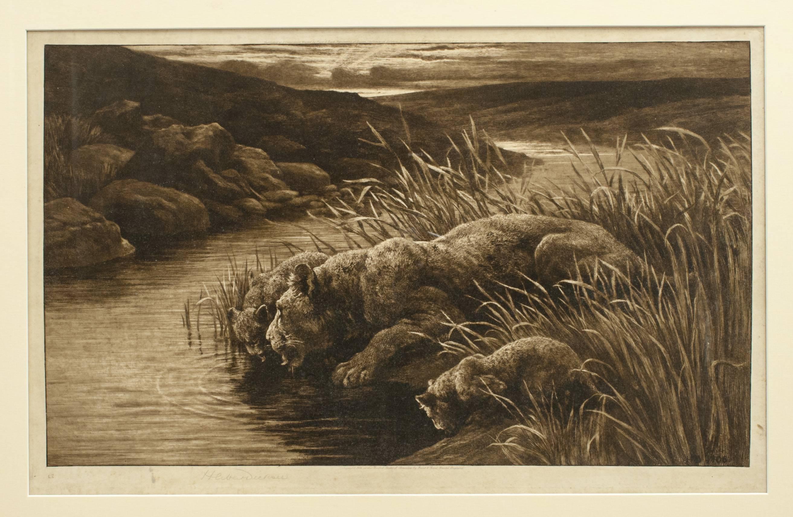 English Herbert Dicksee Etching of Lions, Peace