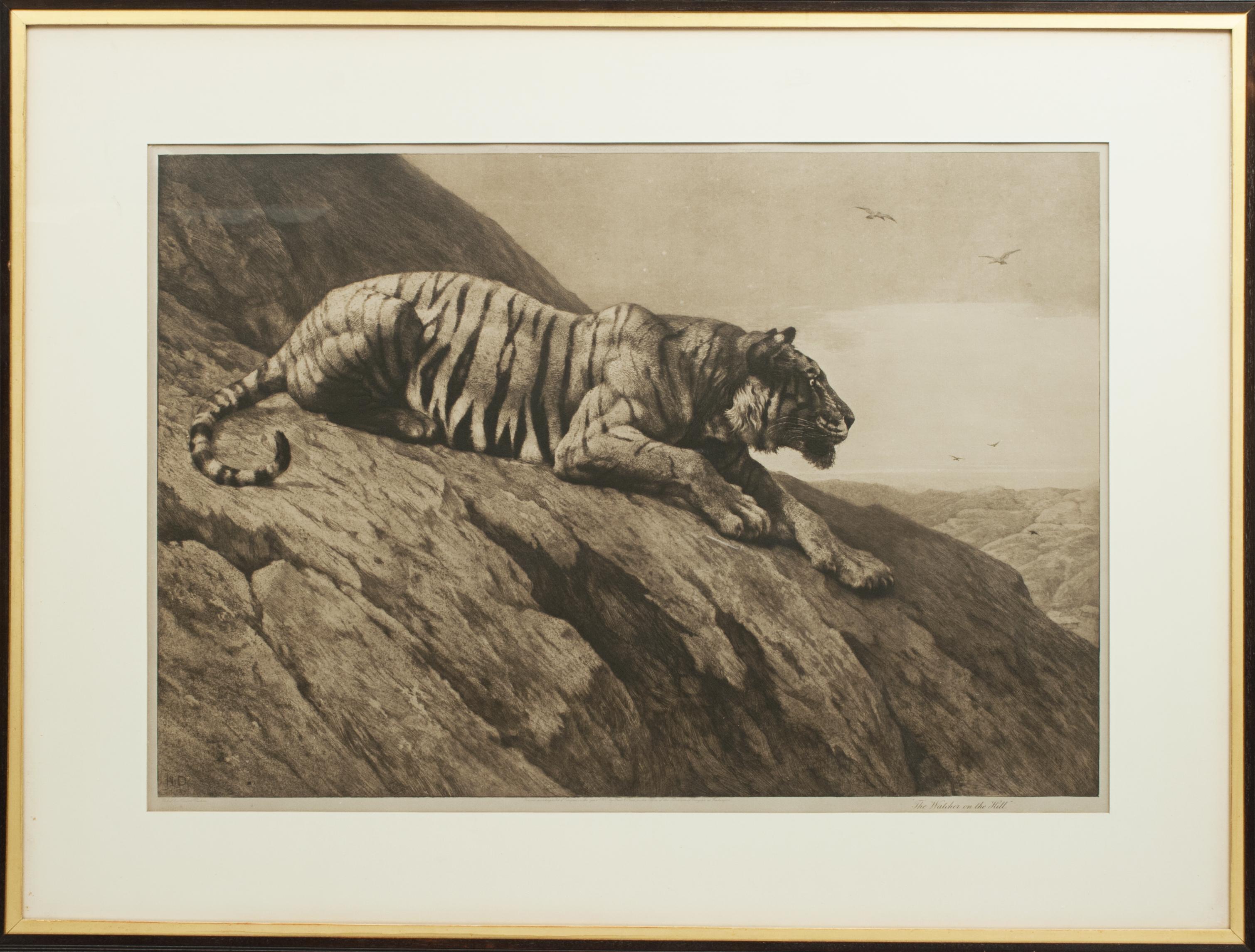 A wonderful wildlife etching of a tiger by Herbert Dicksee. The framed picture shows a tiger crouching on some rocks overlooking the open grassland below. The powerful etching is after the original by Herbert Thomas Dicksee, published 1904 by Frost