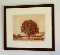 Herbert Fink, Classical Maple, Etching on Paper, 1979