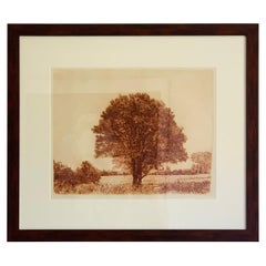 Herbert Fink, Classical Maple, Etching on Paper, 1979