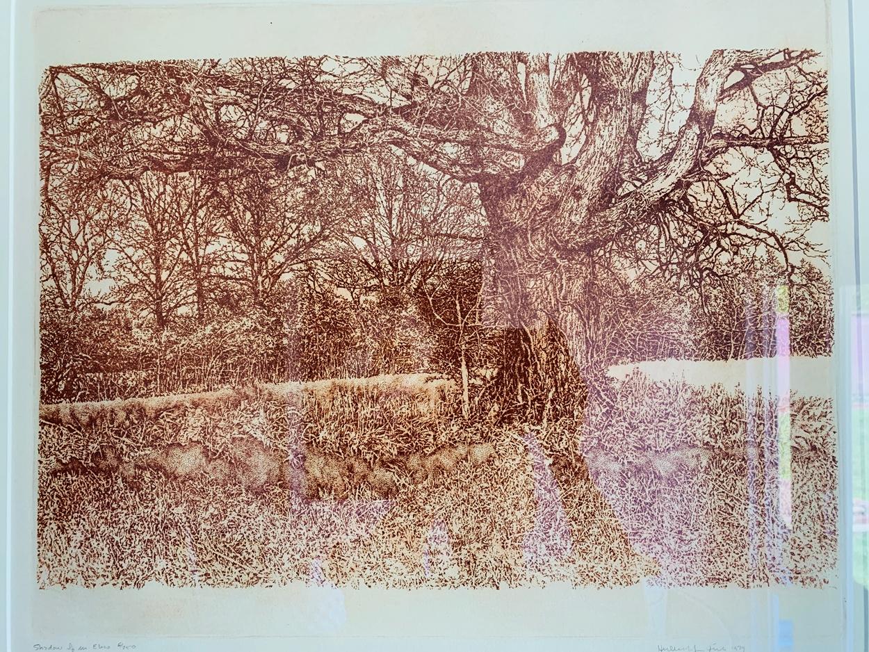 Herbert Fink, Shadow of an Elko, Radierung auf Papier, 1979 (Radiert) im Angebot